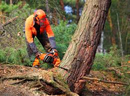 Best Arborist Consultation Services  in Midway North, TX