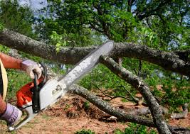 Best Commercial Tree Services  in Midway North, TX