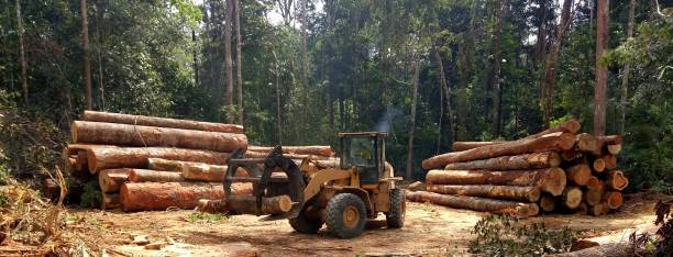 How Our Tree Care Process Works  in  Midway North, TX