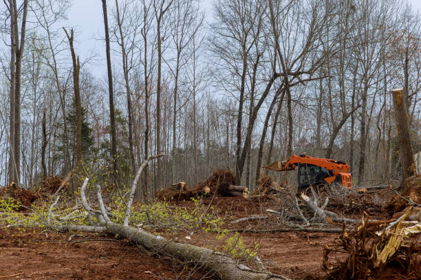  Midway North, TX Tree Services Pros