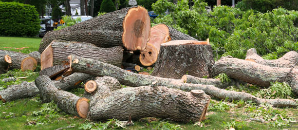 Best Tree Risk Assessment  in Midway North, TX