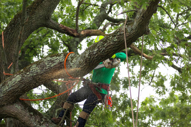 Best Tree Removal  in Midway North, TX