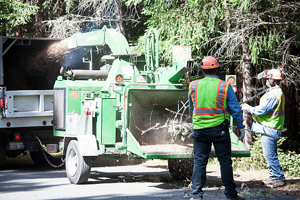 Best Tree and Shrub Care  in Midway North, TX