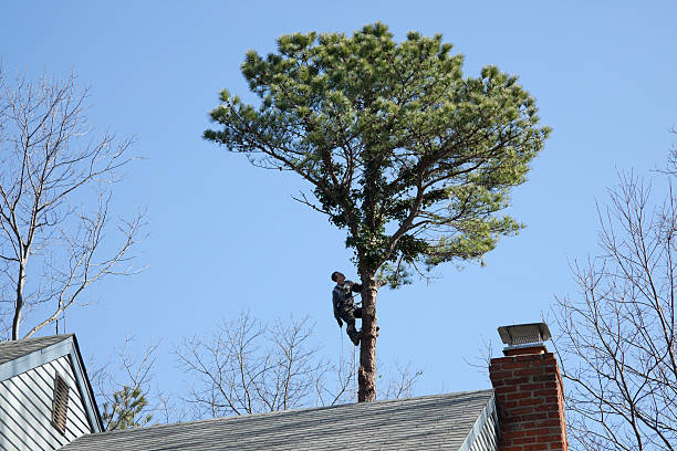 Best Storm Damage Tree Cleanup  in Midway North, TX