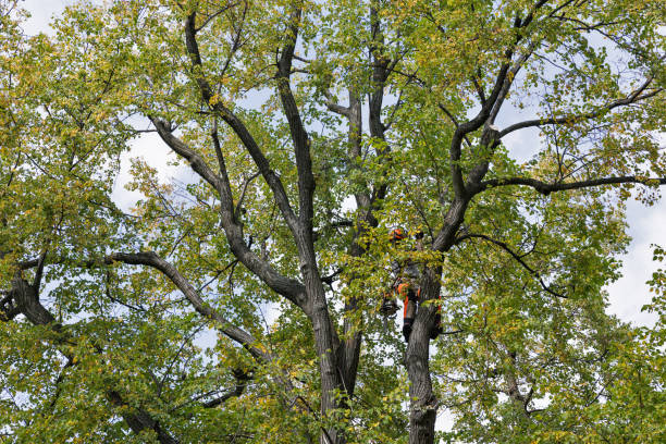 Best Tree Mulching  in Midway North, TX